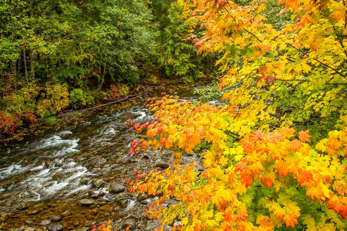 Autumn maple trees in full fall color along the Santiam River